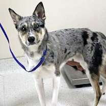 Thumbnail photo of Ace #3