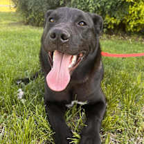 Thumbnail photo of JOHNNY #1