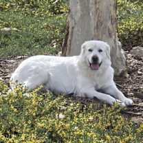 Thumbnail photo of Kona #1