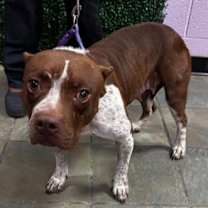 Thumbnail photo of 60015351 #2