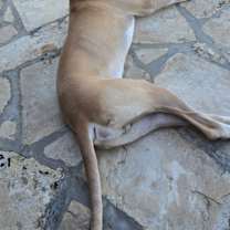 Thumbnail photo of Sammy #4