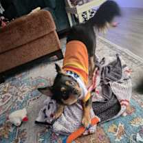 Thumbnail photo of Tito Burrito #4