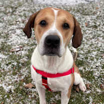 Thumbnail photo of Ginger #1