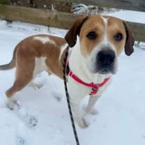 Thumbnail photo of Ginger #2