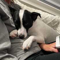 Thumbnail photo of Pepper #3