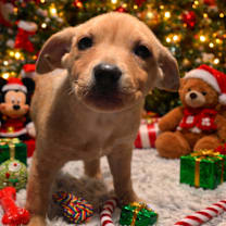 Thumbnail photo of Biffle #1