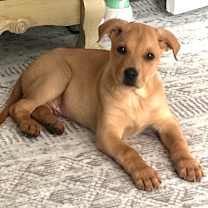 Thumbnail photo of Biffle #3