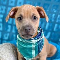 Thumbnail photo of Gouda #2