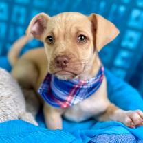 Thumbnail photo of Queso #3