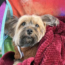 Thumbnail photo of Arlo #4