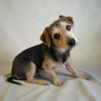 Thumbnail photo of Champ #4