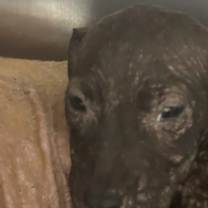 Thumbnail photo of Jack Skellington (freddy) #3