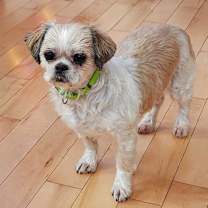 Thumbnail photo of Teddy #1