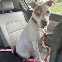 Thumbnail photo of Ms. Bowser #3