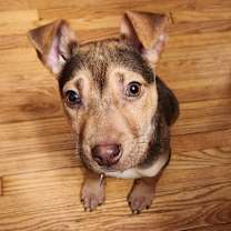 Thumbnail photo of Daenerys #1