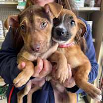 Thumbnail photo of Daenerys #2