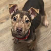 Thumbnail photo of Daenerys #3