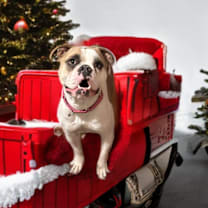 Thumbnail photo of Pebbles #1