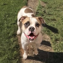 Thumbnail photo of Pebbles #3