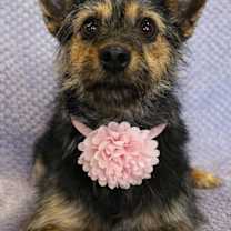 Thumbnail photo of Joy #1