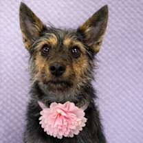 Thumbnail photo of Joy #4