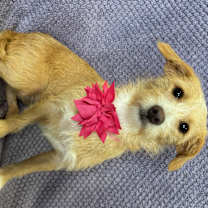 Thumbnail photo of Sassy #3