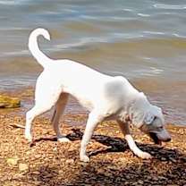 Thumbnail photo of Daisy #4