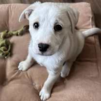 Thumbnail photo of Sno Angel #2