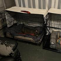 Thumbnail photo of Gracie #4