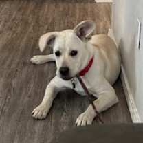 Thumbnail photo of Charlie #1