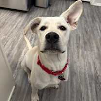 Thumbnail photo of Charlie #2