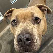 Thumbnail photo of Cupcake #1