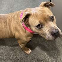 Thumbnail photo of Cupcake #2