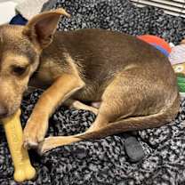 Thumbnail photo of Skeedaddle #3