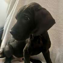 Thumbnail photo of Tofu #1