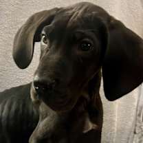 Thumbnail photo of Tofu #2