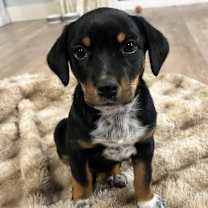 Thumbnail photo of Lollipop #1