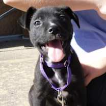 Thumbnail photo of Bananabelle #1