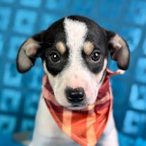 Thumbnail photo of Spruce #1