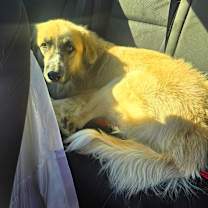 Thumbnail photo of Georgie #4