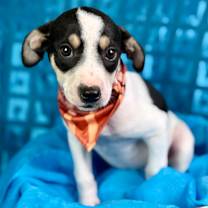 Thumbnail photo of Spruce #2