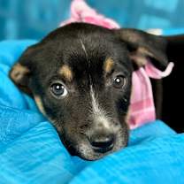 Thumbnail photo of Iris #1