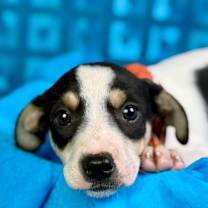 Thumbnail photo of Spruce #3