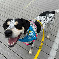 Thumbnail photo of Chestnut #4