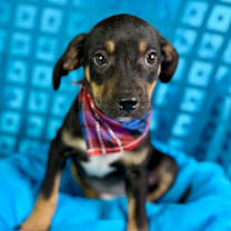 Thumbnail photo of Oakley #4