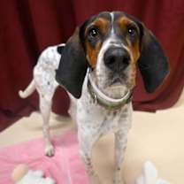 Thumbnail photo of Kris Kringle #2