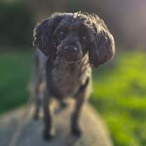 Thumbnail photo of Buddy #3