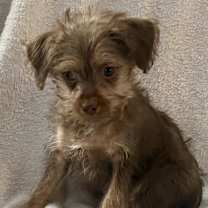 Thumbnail photo of Trifle #1