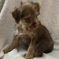 Thumbnail photo of Trifle #2