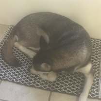 Thumbnail photo of Moose #1